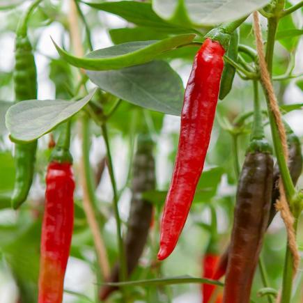 Peper Westlandse Lange Rode - Capsicum annuum