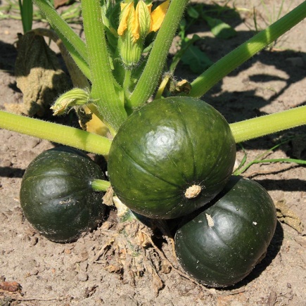 Pompoen Zapallito