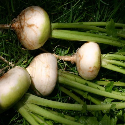 Meiraap Platte Witte Mei