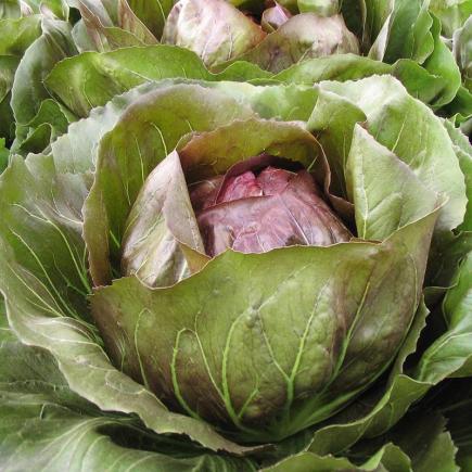 Radicchio Rosso Leonardo F1