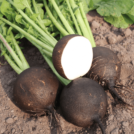 Black Radish 'Black Spanish Round' – Raphanus sativus