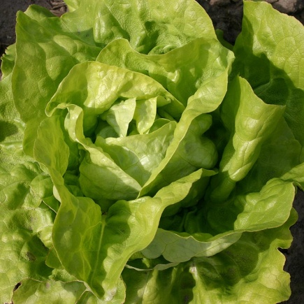 Kropsla ‘Twellose Gele’