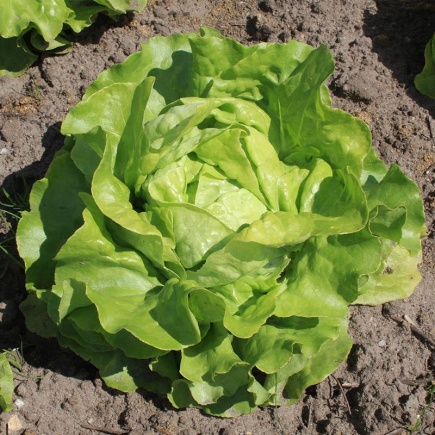Kropsla ‘Cosima’