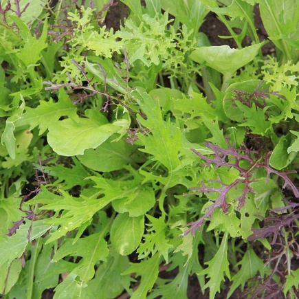Mesclun ‘Aziatisch’
