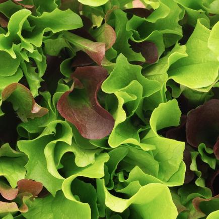 Mesclun Puur Sla