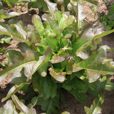 Pluksla ‘Cocarde’