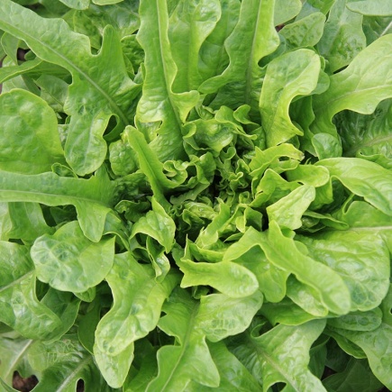 Pluksla ‘Catalogna’