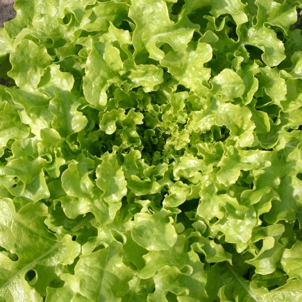 Eikenbladsla ‘Salad Bowl’
