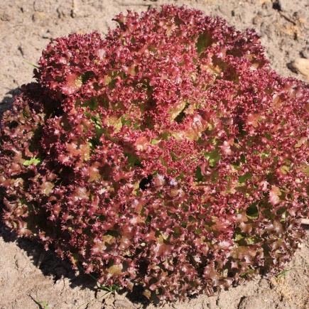 Krulsla ‘Lollo Rossa’