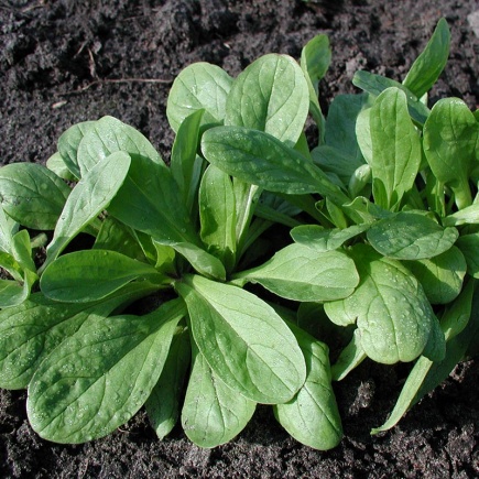 Veldsla ‘Grote Noordhollandse’