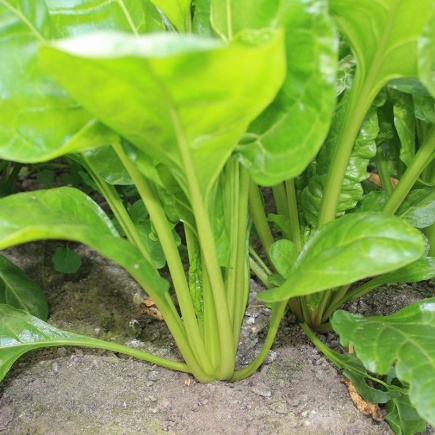 Snijbiet ‘Groene Gewone’