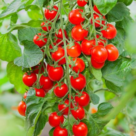 Mini-pruimtomaat Bolstar Baloe F1 – Solanum lycopersicum