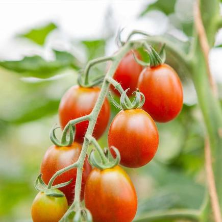 Cherrytomaat Bronzy