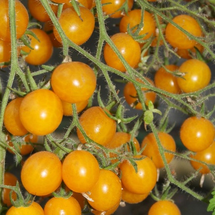 Tomaat Yellow Clementine