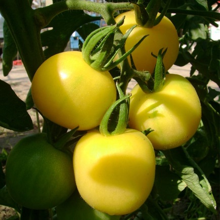 Tomaat Mirabelle blanche