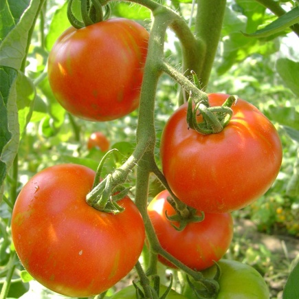 Tomaat Tigerella Bicolore