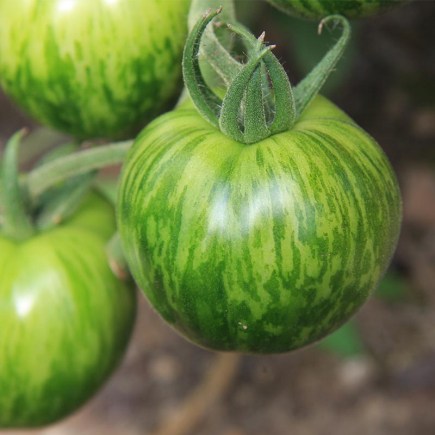 Tomaat Green Zebra