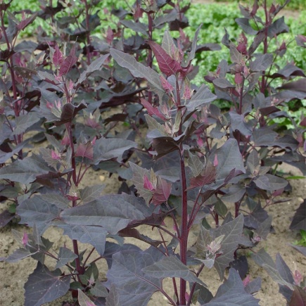 Tuinmelde, rood