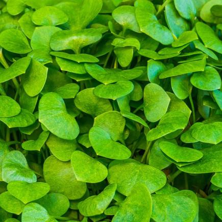 Winter Purslane – Claytonia perfoliata