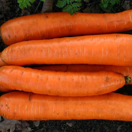Winterwortel Flakkeese 2