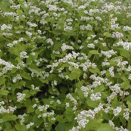 Groenbemester – Fagopyrum esculentum