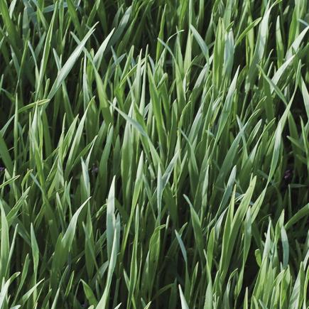 Winterrogge - Groenbemester – Secale cereale