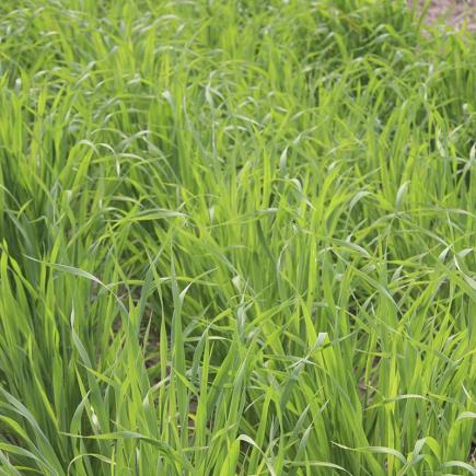 Japanse Haver - Groenbemester – Avena strigosa