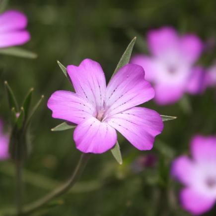 Bolderik – Agrostemma githago