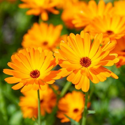 Goudsbloem – Calendula officinalis