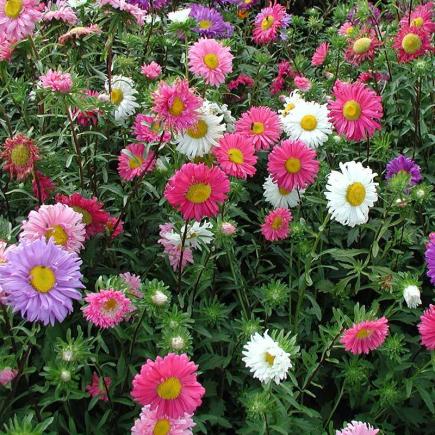 Zomeraster, enkelbloemig – Callistephus chinensis