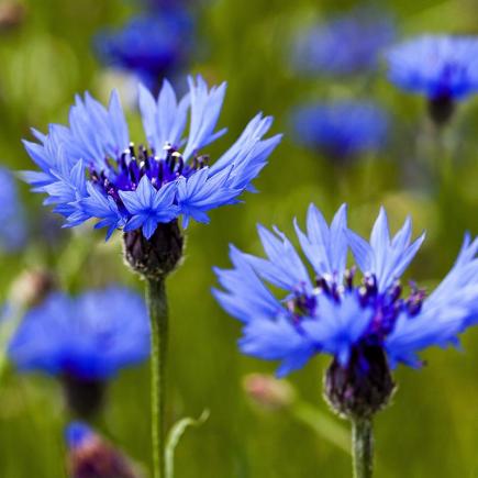 Cornflower – Centaurea cyanus
