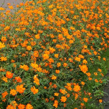 Cosmea, oranje – Cosmos sulphureus