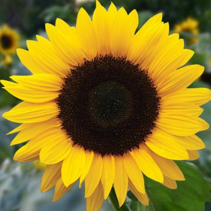 Zonnebloem, grootbloemig – Helianthus annuus