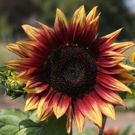 Zonnebloem, middelgroot, rood – Helianthus annuus