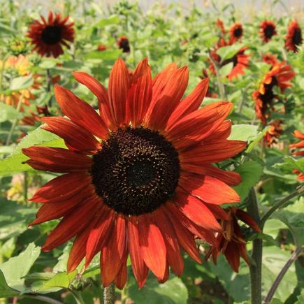 Zonnebloem Velvet Queen – Helianthus annuus