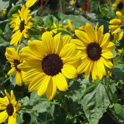 Zonnebloem, kleinbloemig – Helianthus debilis