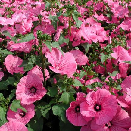 Lavatera, grootbloemig – Lavatera trimestris