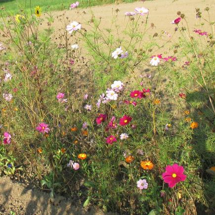 Akkerbloemenmengsel