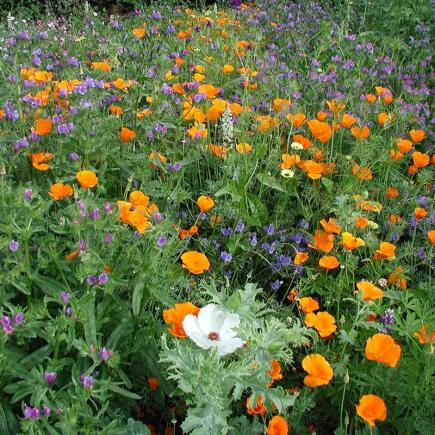 Bloemenmengsel, middelhoog