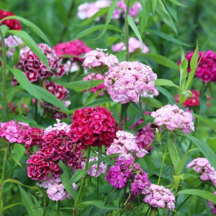Duizendschoon – Dianthus barbatus