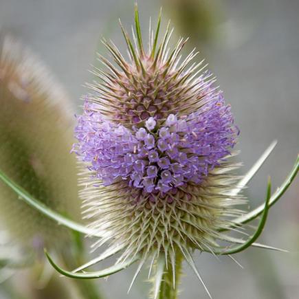 Grote kaardebol – Dipsacus fullonum
