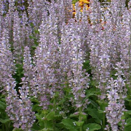 Scharlei – Salvia sclarea