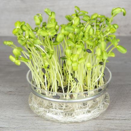 Zonnebloem kiemgroente