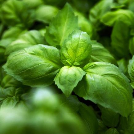 Anijsbasilicum Ah Nice – Ocimum basilicum
