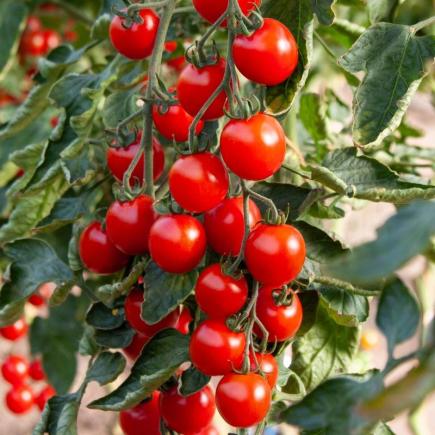 Cherrytomaat Attracta F1 – Solanum lycopersicum