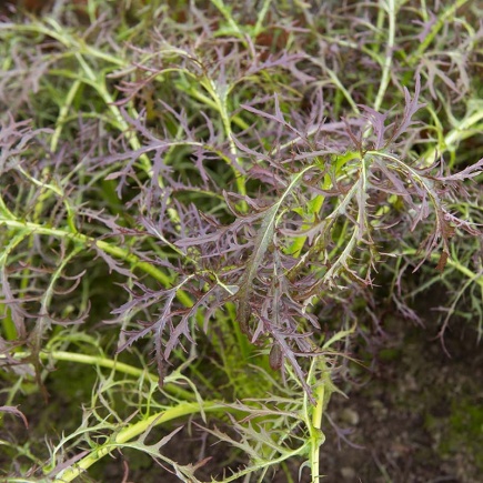 Bladmosterd Purple Frills