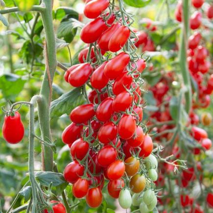 Snack Tomato Phiabella F1 – Solanum lycopersicum