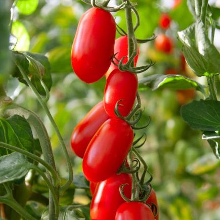 Midi San Marzano Tomato Phiavita F1 – Solanum lycopersicum