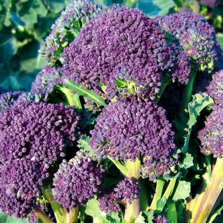 200pcs Brassica Oleracea Seeds Flower Seeds YESZ 200Pcs Home Organic Vegetable Brussels Sprouts Cabbage Brassica Oleracea Seeds Plant Seeds