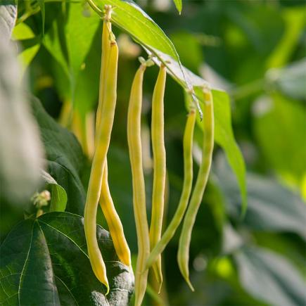 Stokslaboon Sunshine – Phaseolus vulgaris